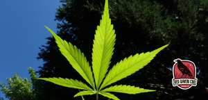 Is CBD Legal in 2021?