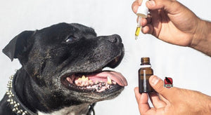 CBD for Pets: CBD Oil is not Just for Human Consumption