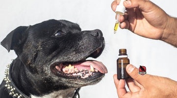 CBD for Pets: CBD Oil is not Just for Human Consumption