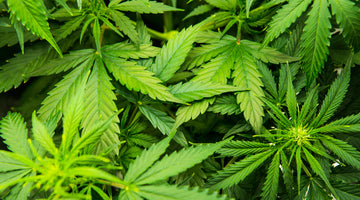 Hemp plant
