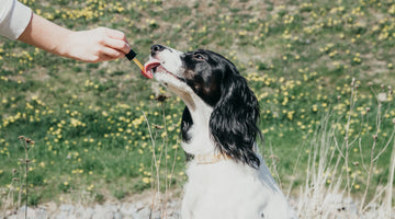Healthy, happy dog outside taking CBD with oil dropper