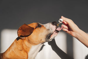 Dog taking CBD tincture for joint pain