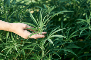 Delta 9 THC vs. Delta 8 THC: What’s the Difference?