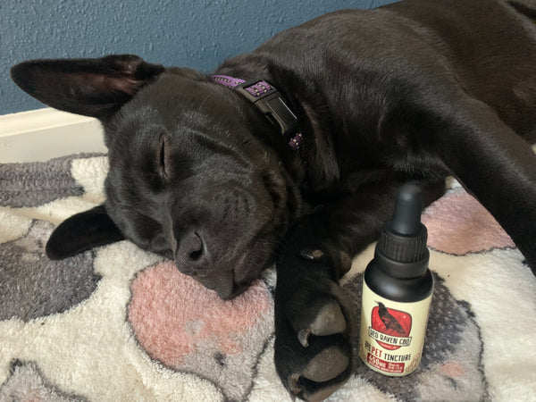 CBD for Pets, Bone Broth Base (0% THC)